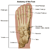 Anatomy of the foot