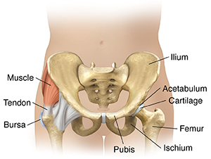 Front view of female lower abdomen showing pelvic bones on one side and muscles, ligaments, tendons, and bursa on the other side.