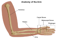 Illustration of the anatomy of the arm